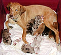 Catahoula Leopard Dog