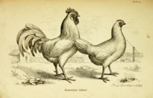 Yellowed engraving of a white cock and hen