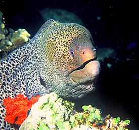 Яванский гимноторакс, или гигантская мурена (Gymnothorax javanicus)