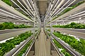 Vertical Farm