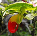 Netýkavka konžská (Impatiens niamniamensis)