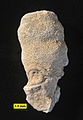 †Peronidella fossil (order †Stellispongiida) from the Jurassic of Israel