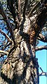 Mature tree, as seen from under branches at ground level