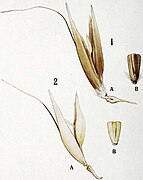 १ A. sterilis, २ A. sativa, स्पाइकलेट व पिनेया अन्नया आधार