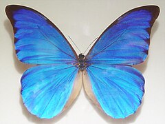 美神閃蝶 Morpho anaxibia