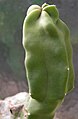 Pachycereus schotti monstrosus