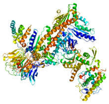 Protein ARPC4 PDB 1k8k.png