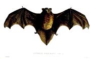 Drawing of brown bat