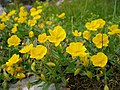 Helianthemum grandiflorum