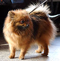 e) Zwergspitz (Pomeranian, Saksa)