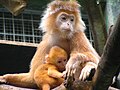 Langur-de-Java