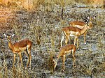 Impala i Zambia