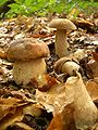 Boletus reticulatus sin. Boletus aestivalis