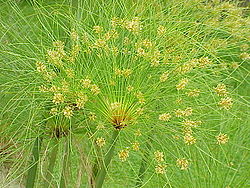 Blómkrans papýrussefs (Cyperus papyrus).