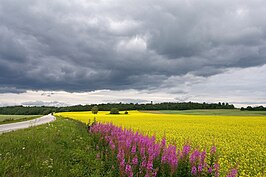 Landschap bij Emumäe