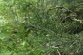 Halocarpus kirkii