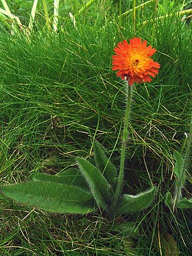 Pomeranshøgeurt (Hieracium aurantiacum).