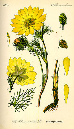 Pavasarinis adonis (Adonis vernalis)