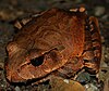 A northern barred frog