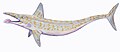 Dessin de Parahelicoprion clerci.