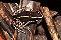 Phyllobates lugubris