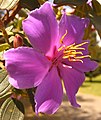 Tibouchina lepidota