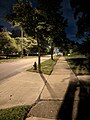 A tree lawn with street trees in Shaker Heights, Ohio