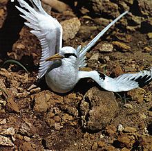 Tropicbird Seychelles.jpg