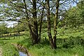 Weiden en boomgaard in het Boudewijnpark