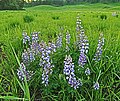 Jærlupin Lupinus perennis