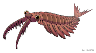 Anomalocaris was an early marine predator, among the various arthropods of the time