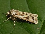 Agrotis vestigialis – seitlich