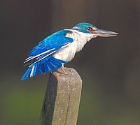 Collared Kingfisher