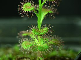 Drosera platypoda