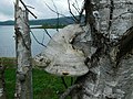 Piptoporus betulinus