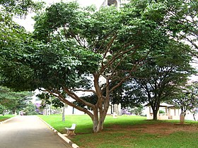 Um jatobá centenário no Parque da Luz, na cidade de São Paulo, frequentemente visitado por bichos-preguiça.[1]