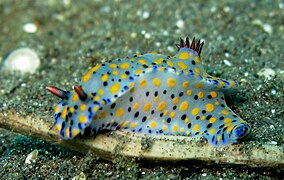 Hypselodoris confetti