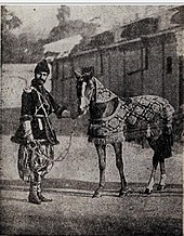 Man holding a small horse wearing a blanket and neck hood