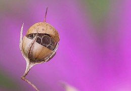 Fruto de Anagallis com deiscência circum-séssil.