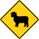 U.S. sheep crossing.