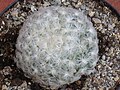 Mammillaria plumosa