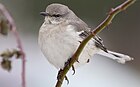 Штат құсы (ағылш. Northern Mockingbird)