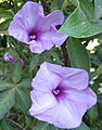 Ipomoea cairica