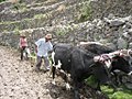 Image 22Peruvian farmers sowing maize and beans (from Andes)