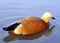 Ruddy Shelduck - not a duck, but a member of the Tadorninae