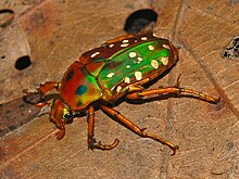 Scarabaeidae - Stephanorrhina princeps bamptoni.JPG