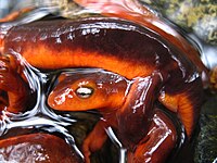 Sierra newt amplexus