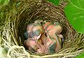 A nest of house sparrows