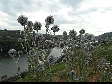 echinops