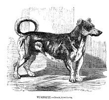 Turnspitdog-1862.jpg